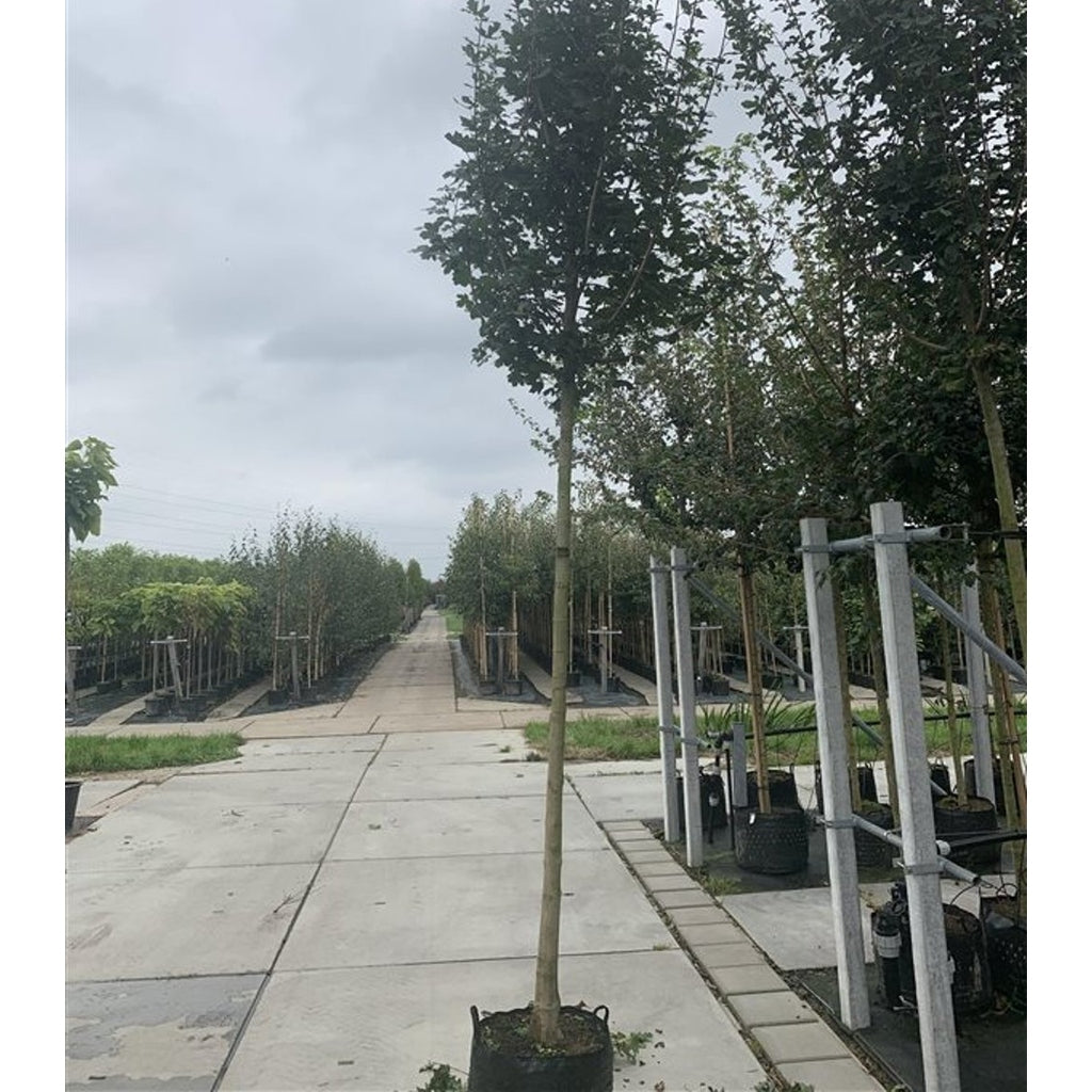 Fältlönn – Acer campestre 'Huibers Elegant' - C20 6/8 150 CM Stem